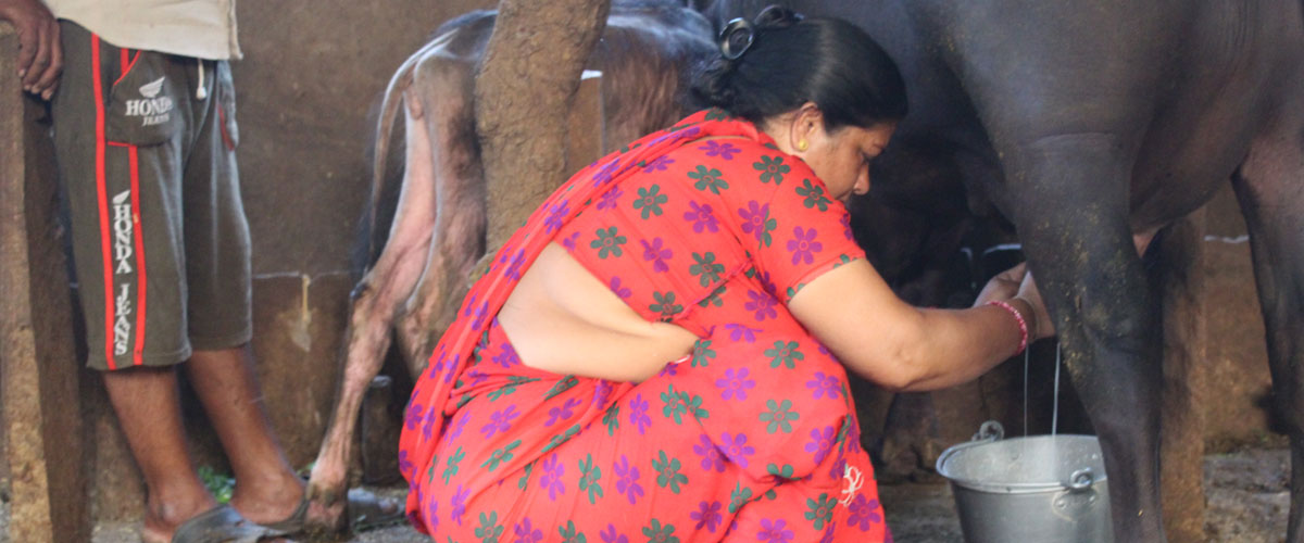 Farmers Milking the Milk